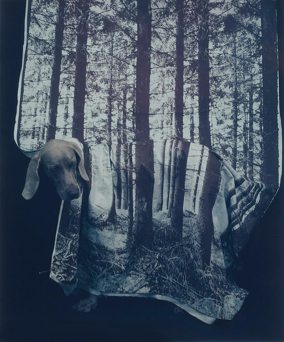 William Wegman, Forest, 1988, Polaroid (1 of 6)