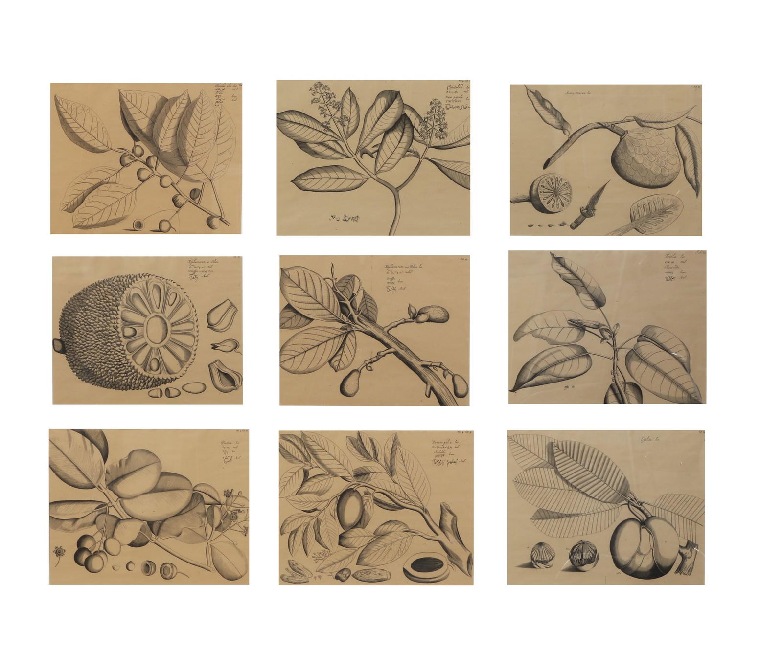 Eight botanical print reproductions of fruits (1 of 5)