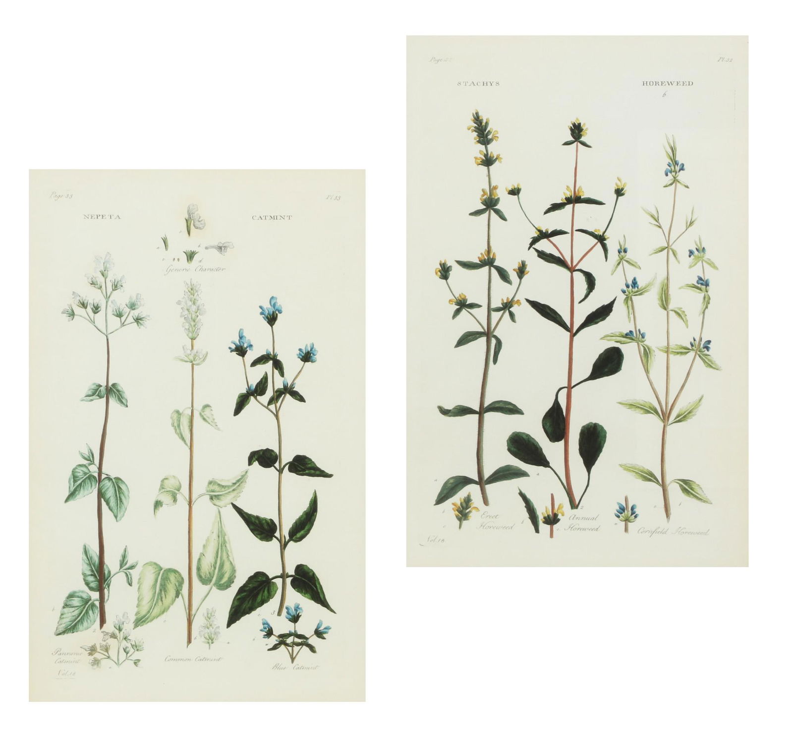 A pair of modern botanical print reproductions (1 of 10)