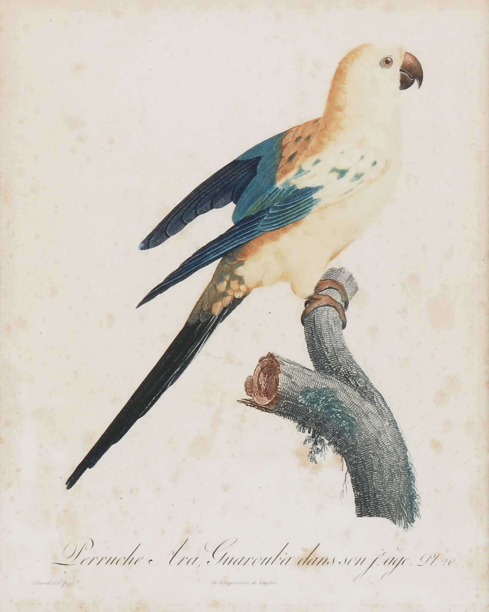 After Jacques Barraband, Perruche Ara Guarouba (1 of 3)