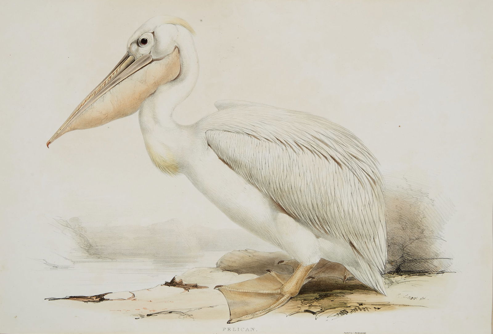 Edward Lear, Pelican, from The Birds of Europe: Edward Lear (British, 1812-1888)Pelican, from The Birds of Europe, circa 1832 ? 1837hand colored lithograph on wove paperJohn Gould (1804-1881) The Pelican is plate # 405 from Goulds The Birds of Euro