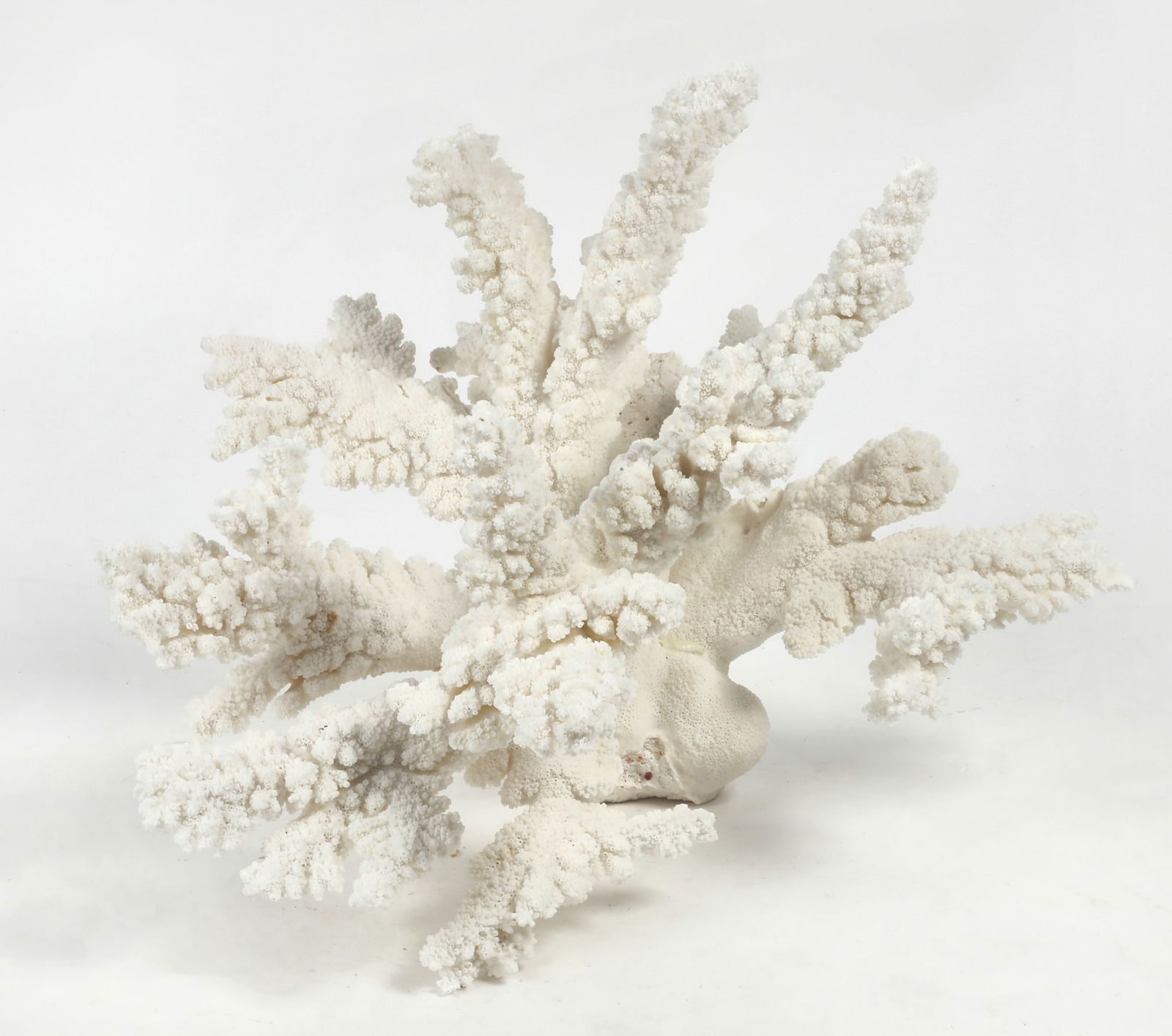 A large Branch Coral specimen (1 of 3)