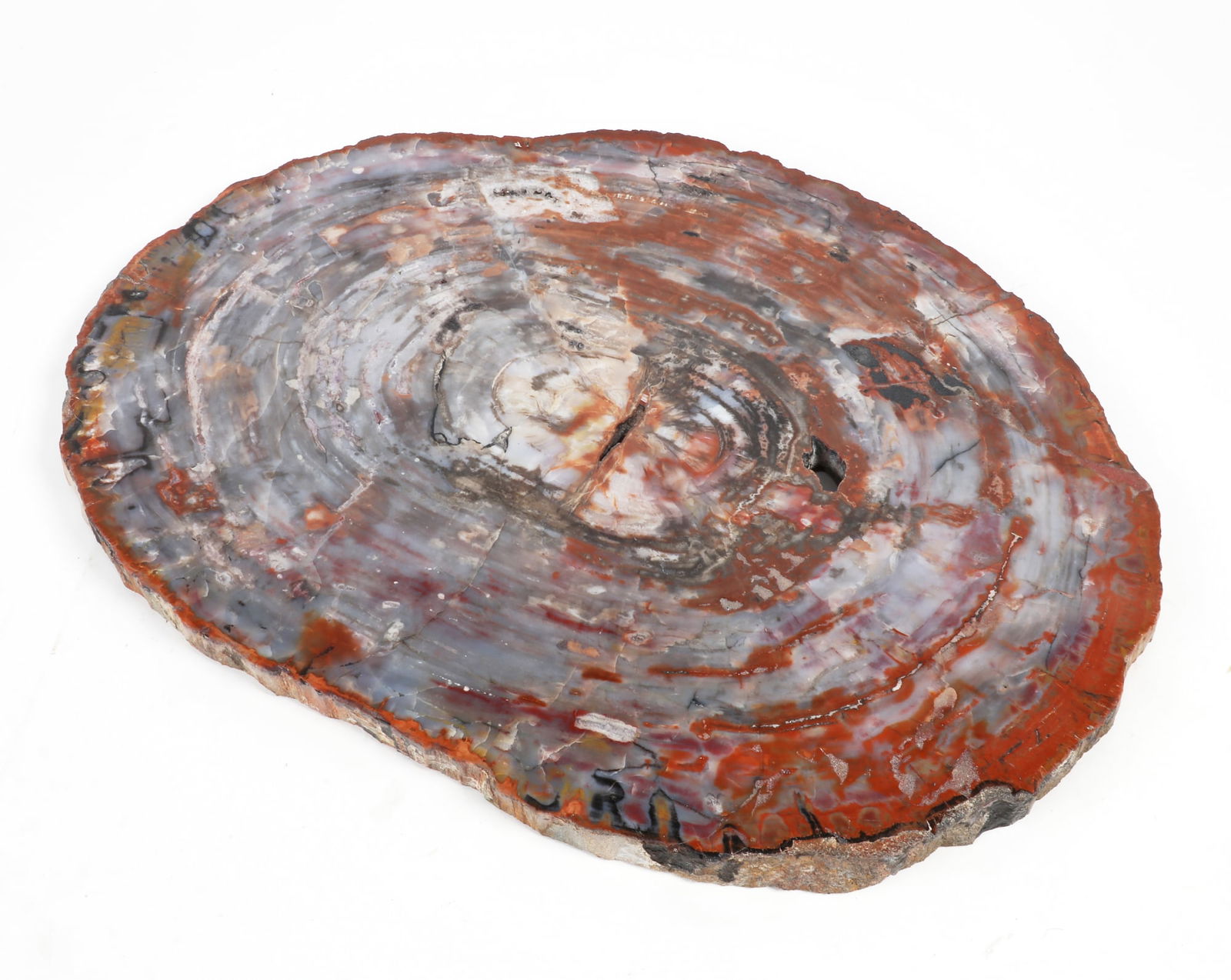 A polished Arizona Petrified Wood Slab (1 of 4)