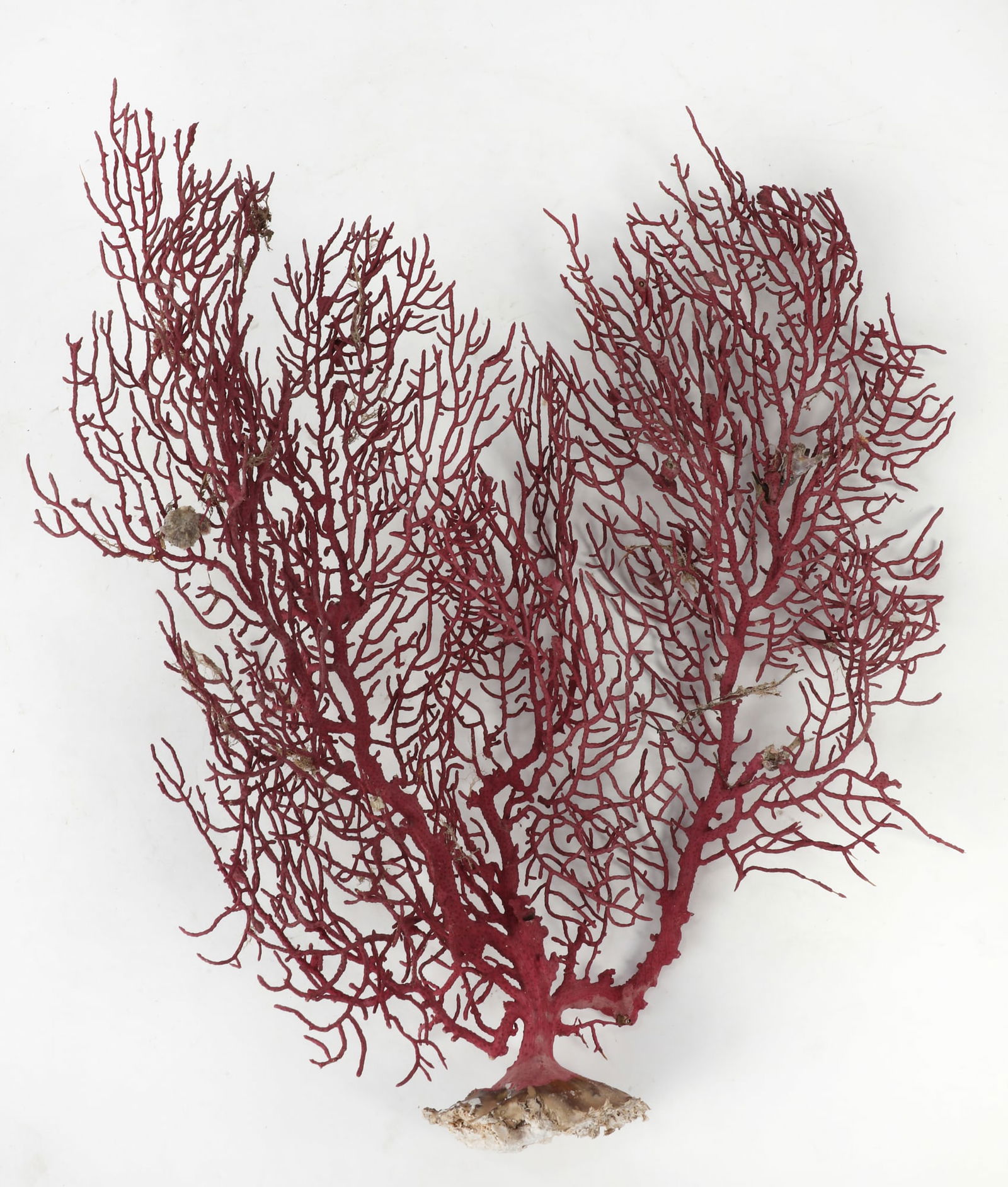 A Magenta Sea Fan specimen, Gorgonia ventalina (1 of 3)