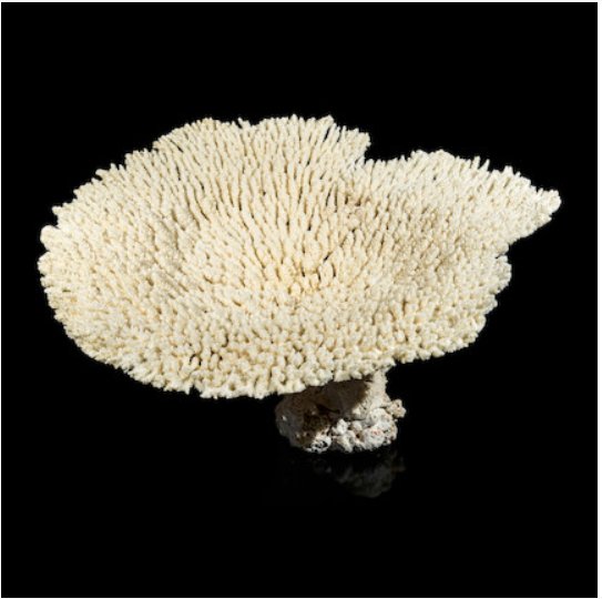 A Large Hyacinth Table Coral specimen (1 of 3)