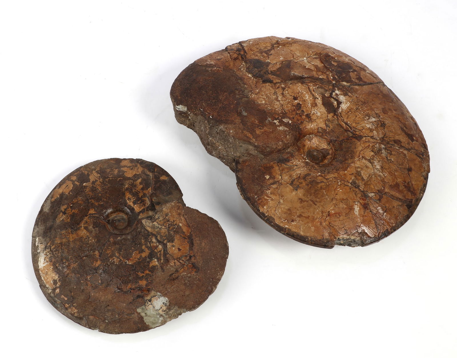 Two polished ammonite fossils (1 of 4)