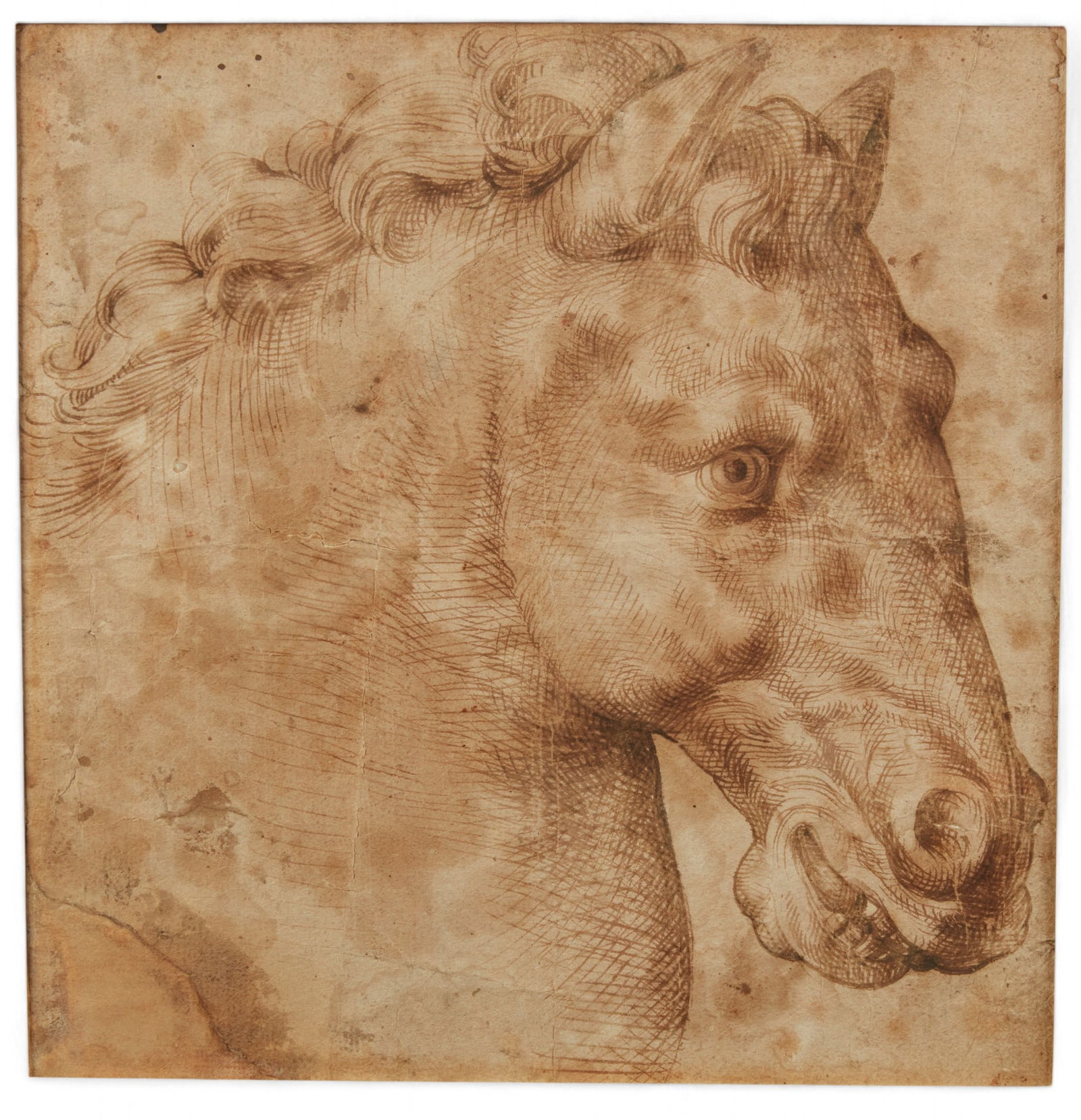 Bartolomeo Passarotti (Italian, 1529-1592), Study of a horses head (Pegasus): Bartolomeo Passarotti(Italian, 1529-1592)Study of a horses head (Pegasus)pen and brown ink on paper9 1/2 x 9in (24 x 23cm) Provenance:By repute with Poncelin de Raucourt Fine Art,