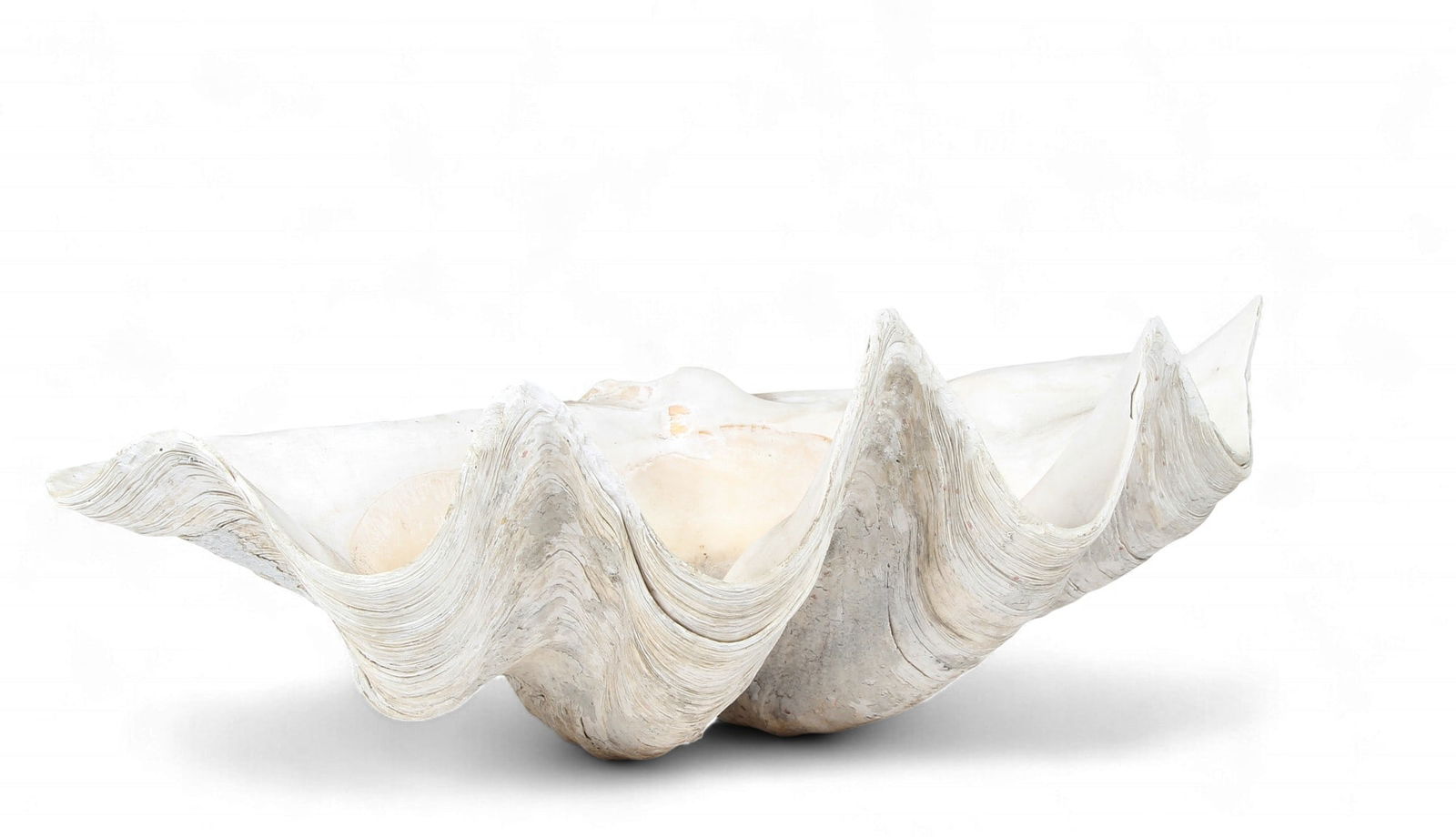 A giant clam shell: A giant clam shellheight 8 1/2in (22cm); width 23in (58cm); depth 12 1/2in (32cm) Provenance:Property from a Private Collection, Pasadena, CA.