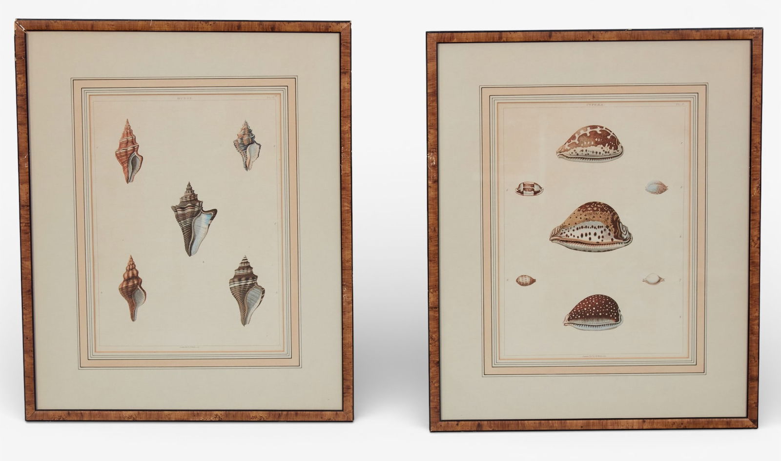 A pair of framed shell prints: A pair of framed shell printsFramed: 20 x 16 in. (50.8 x 40.6 cm.)