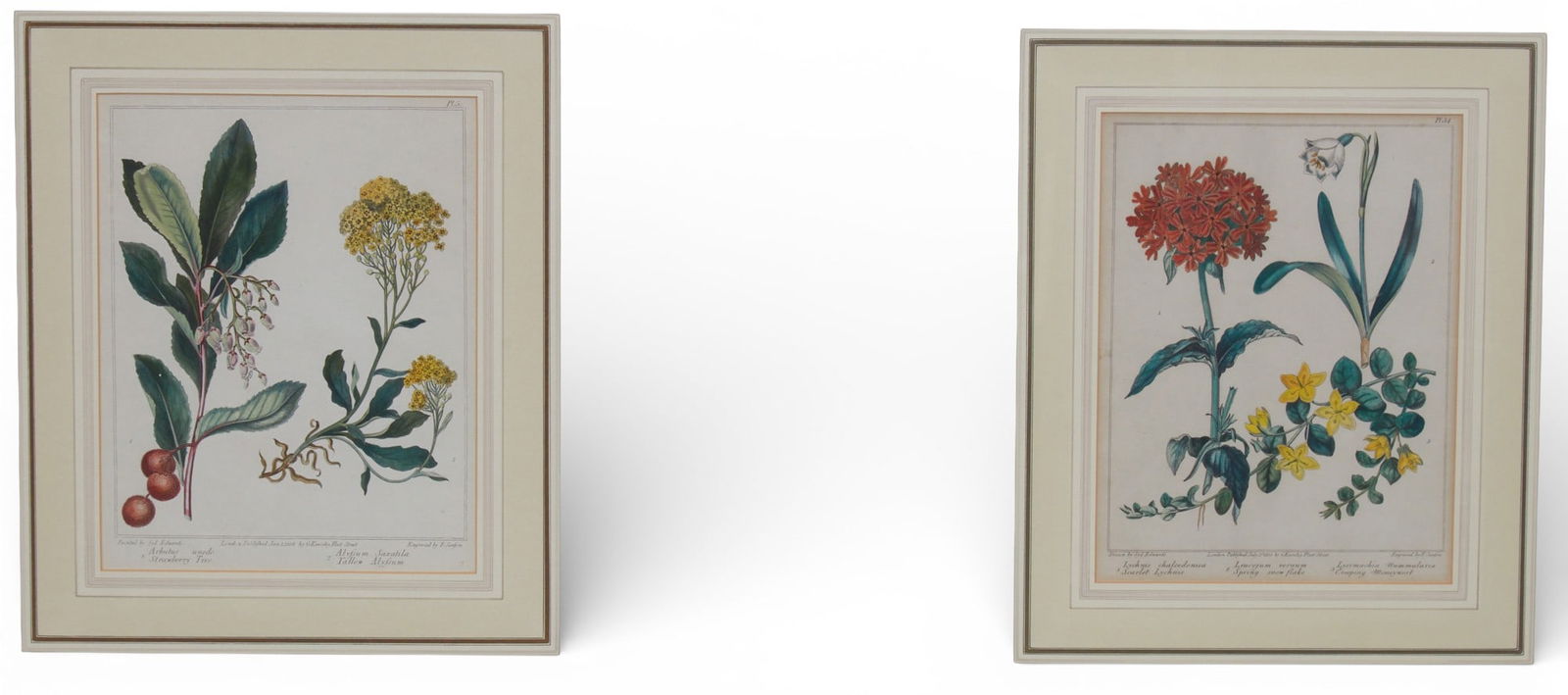 Two 19th century Botanicals (1 of 6)