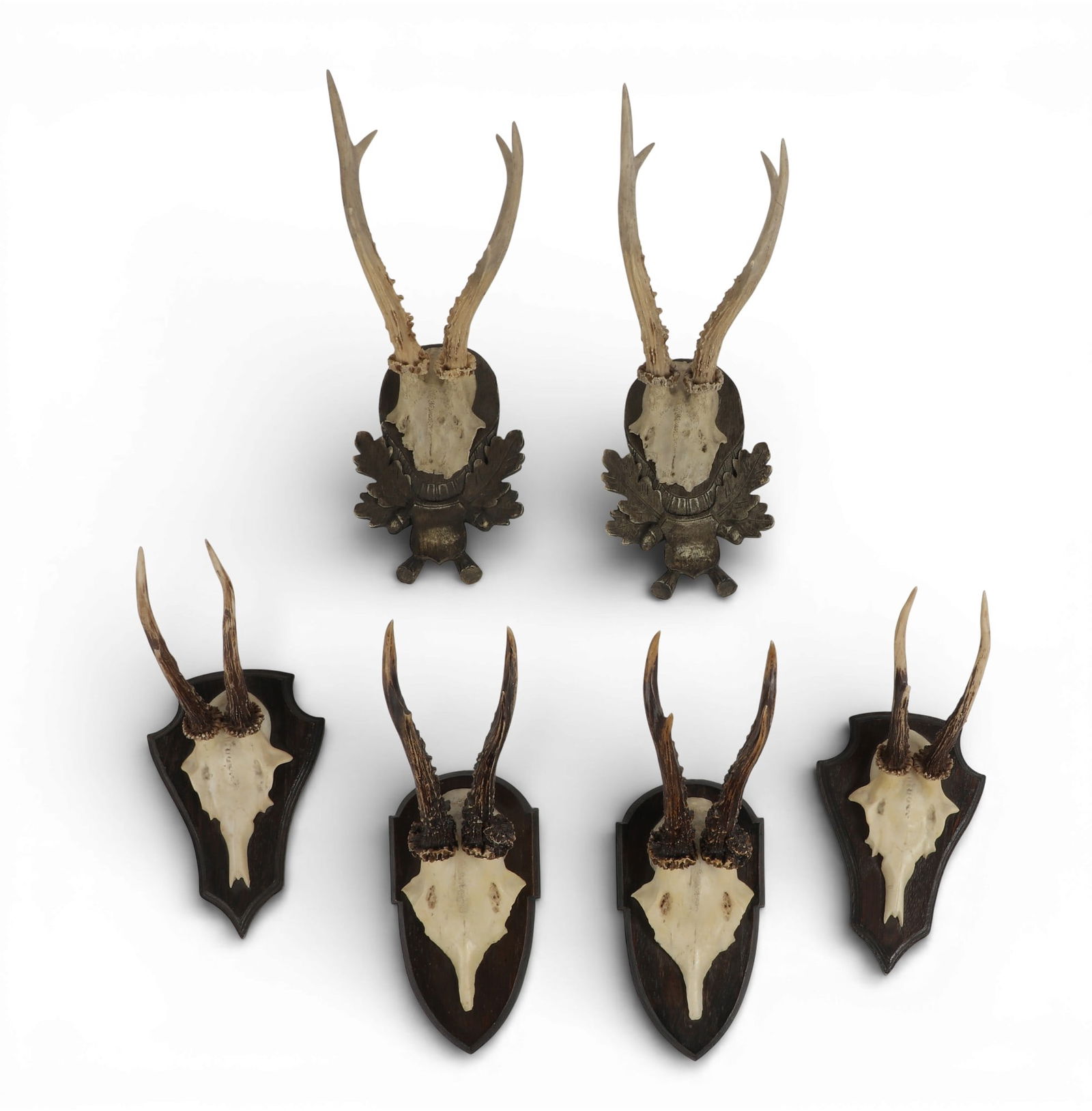 A group of six vintage antlers mounted on dark wood plaques (1 of 3)