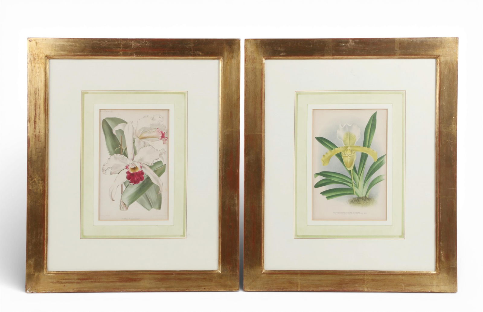 Two framed botanicals - 2