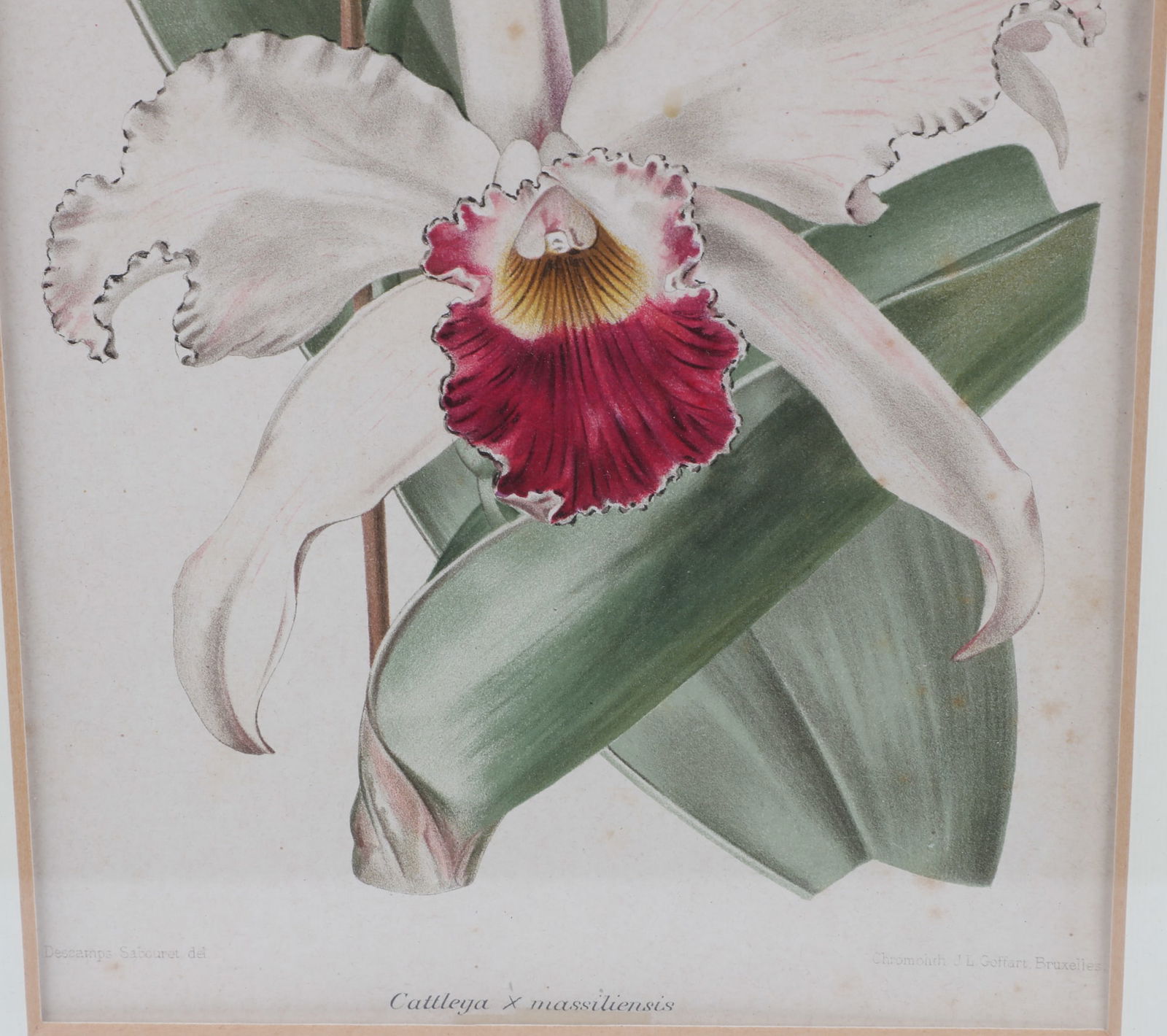 Two framed botanicals - 3