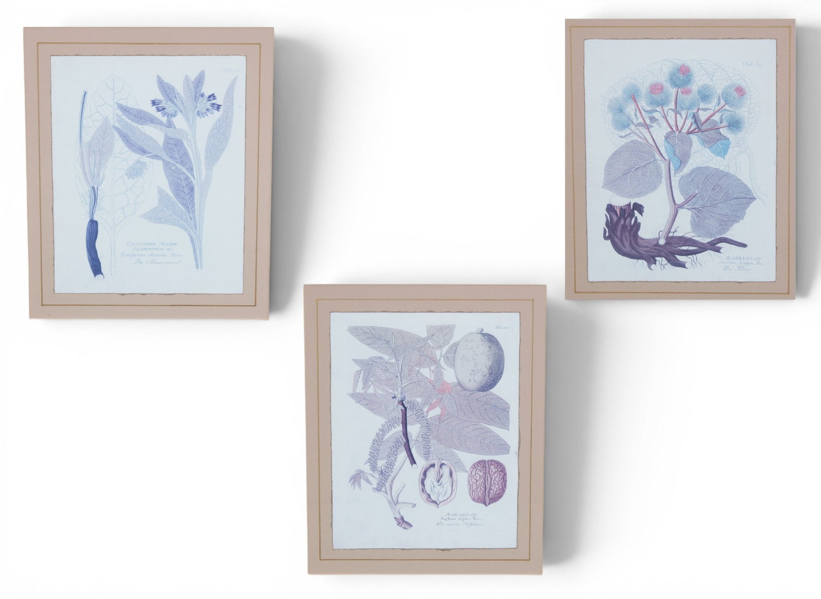 Three decorative botanical reproductions, framed: Three decorative botanical reproductions, framed 22 x 18in (56 x 46cm)