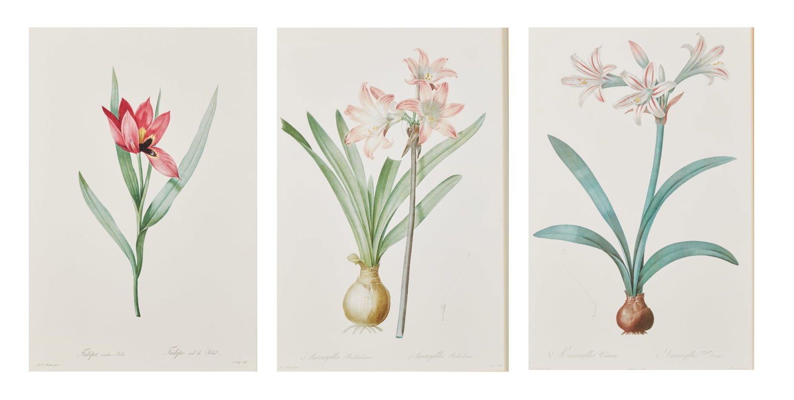 Three Pierre-Joseph Redouté reproduction botanicals: Three Pierre-Joseph Redouté reproduction botanicals 21 x 15 in (54 x 38 cm)