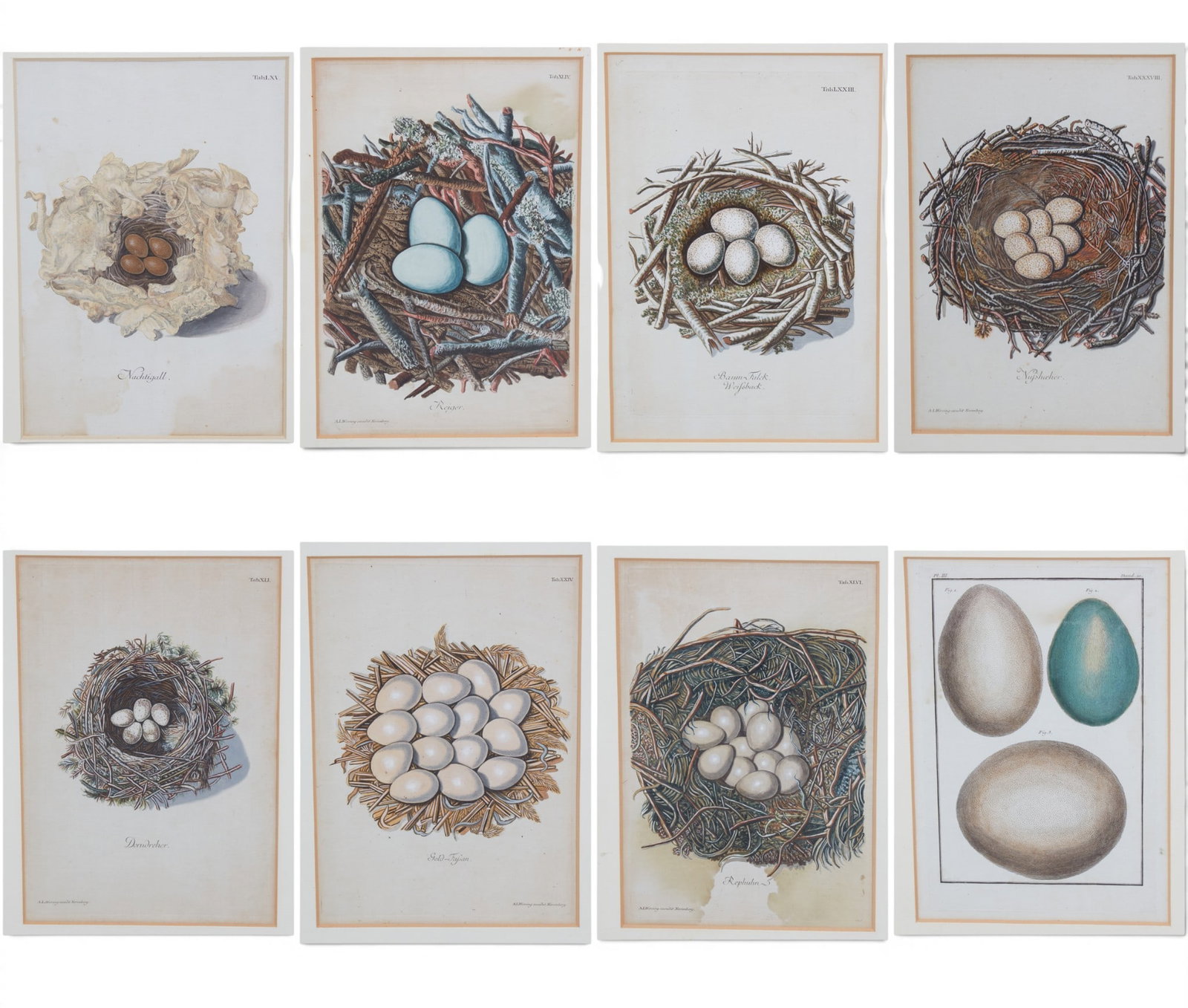 A group of eight 19th century oological hand colored prints: A group of eight 19th century oological hand colored prints lot consists of eight framed prints: one of which is from Charles d'Orbigny's (1806–1879) Dictionaire Universel d' Histoire Naturelle publ