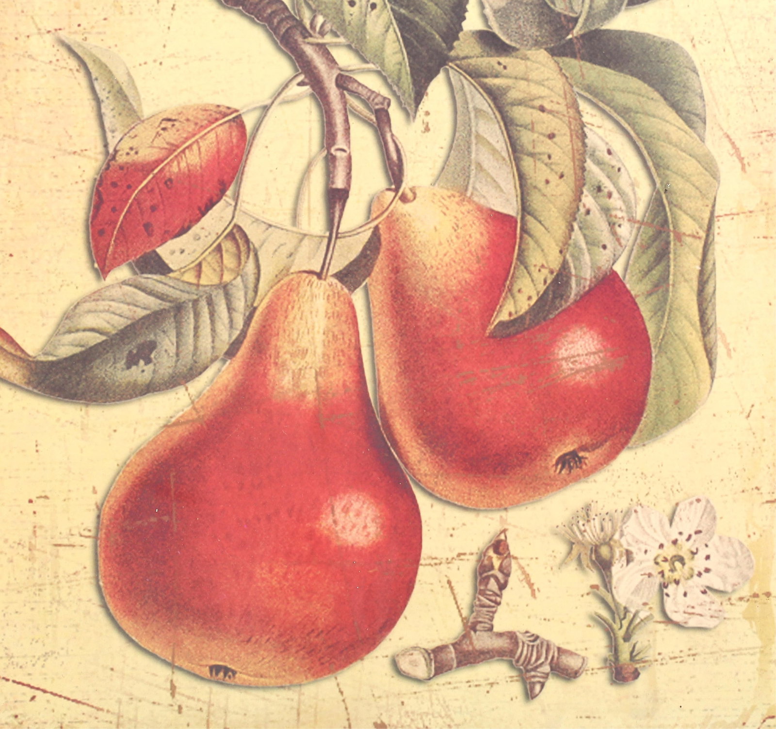 Four botanicals - 4