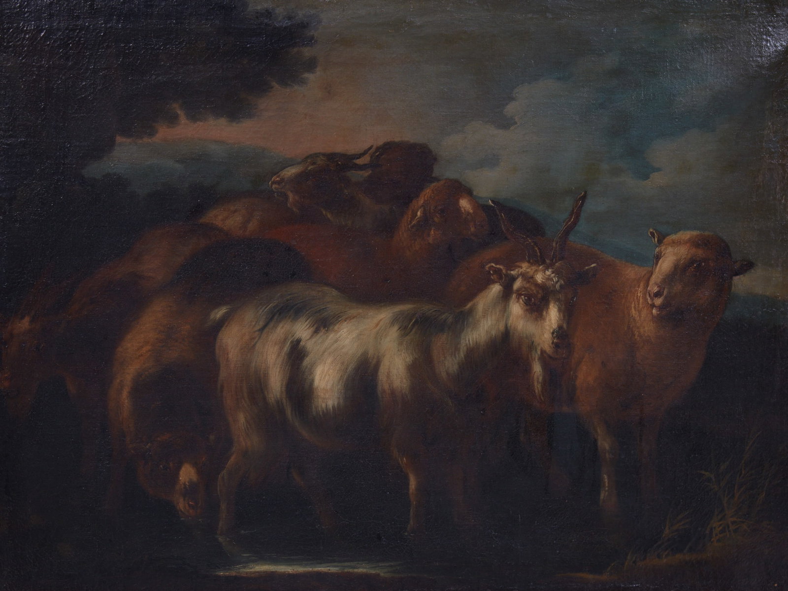Italian School (18th century), Sheep and a goat in landscape, oil on canvas, 30 x 40in (76 x 101cm): Italian School 18th century Sheep and a goat in landscape oil on canvas 30 x 40in (76 x 101cm)