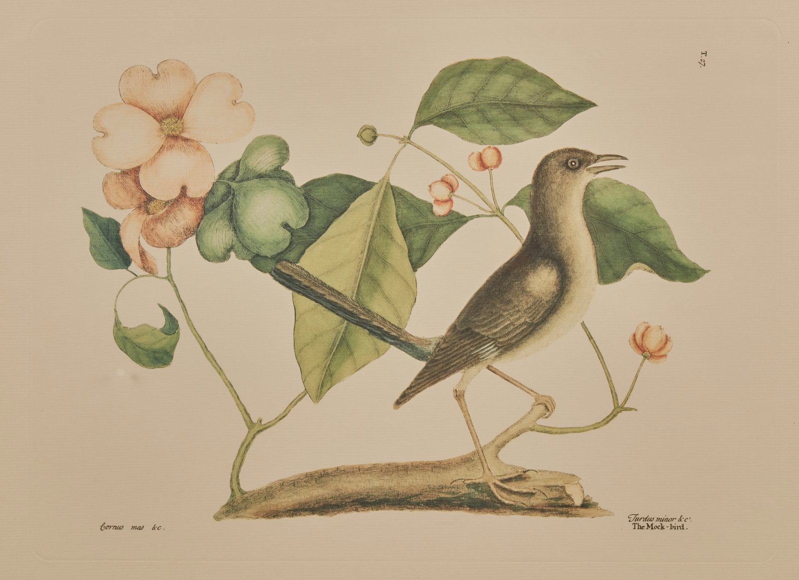 The Mock-bird, after Mark Catesby (British, 1683-1749) (1 of 4)