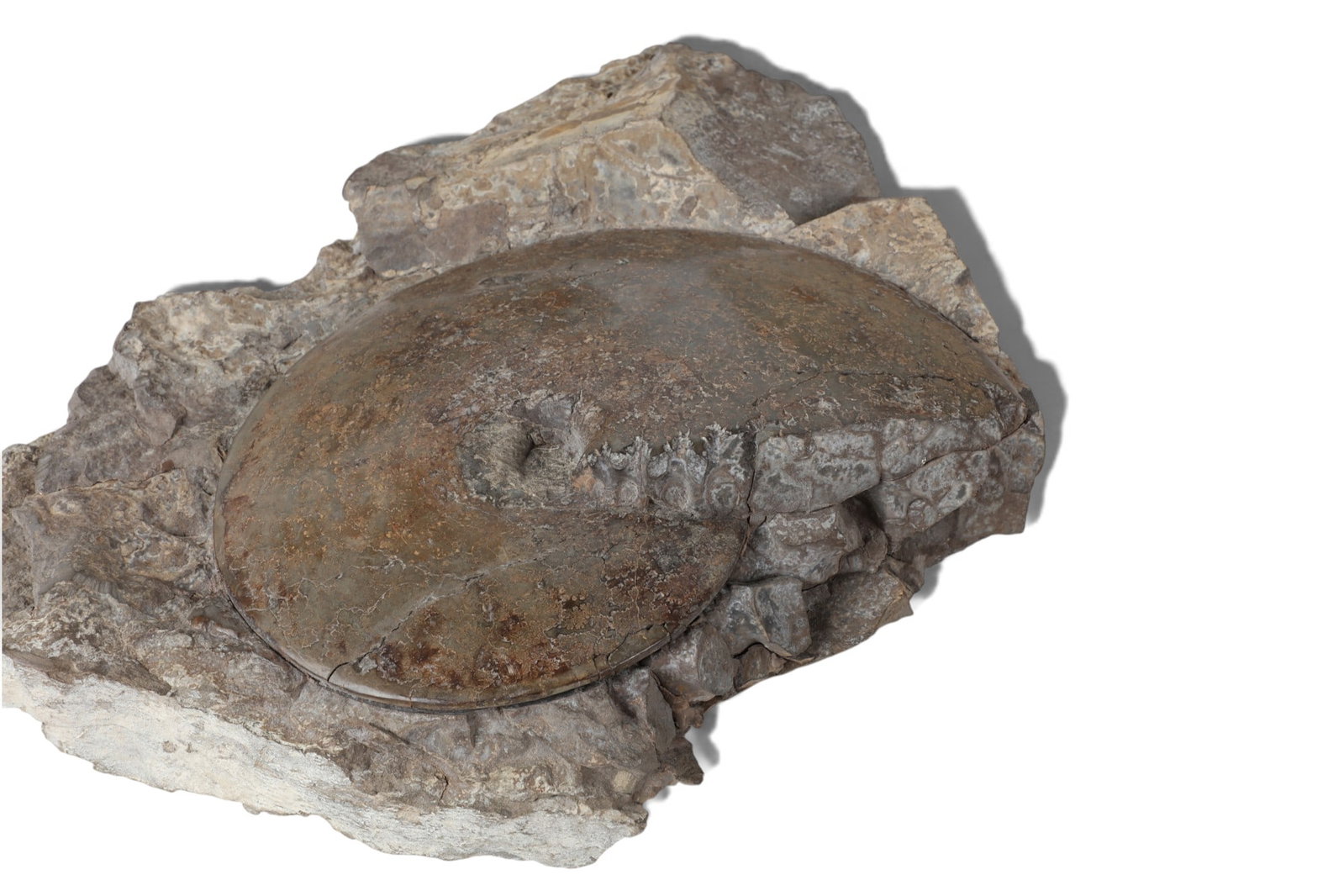 Five ammonite fossil specimens - 2