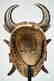 A Jimini mask with large buffalo horns Tribal Art - 6