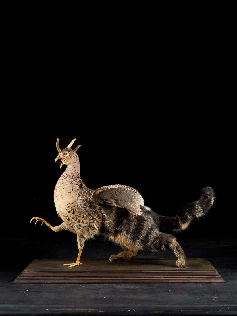 Four Legged Amazing Chimera Cat Composition. (1 of 3)