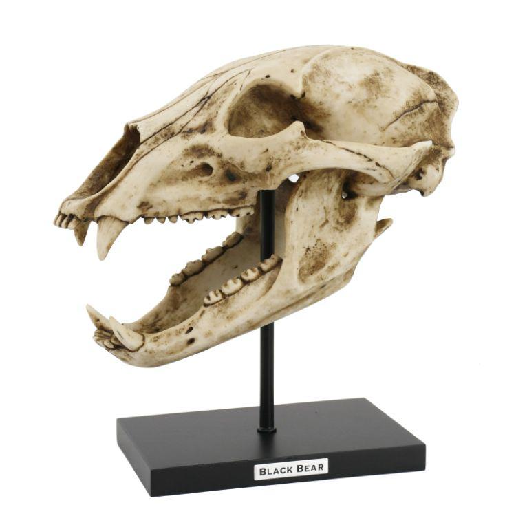 BLACK BEAR SKULL: BLACK BEAR SKULL **|**|** Approx Dims: 10.75in. x 7.25in. x 6in.Material: Cold Cast ResinDescription: Hand Painted #1AC67138