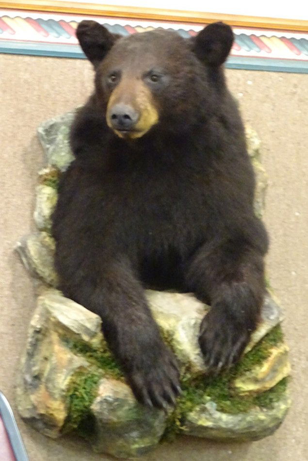 Taxidermy Bear Mounted on Faux Rock (1 of 3)