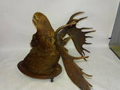 Large Moose Head