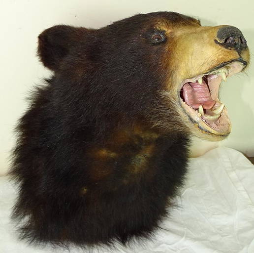 Taxidermy Bear Head