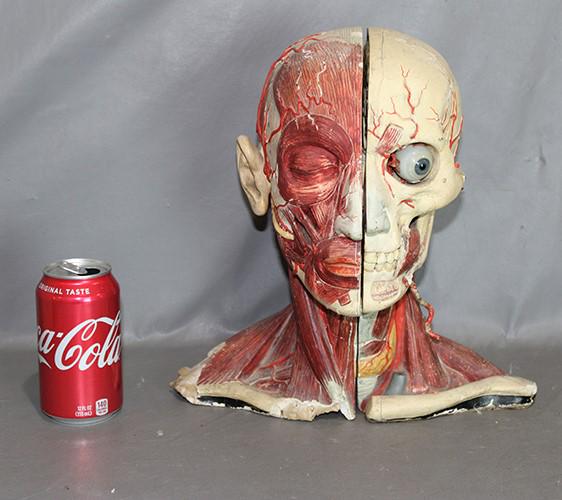 Neat Vintage Anatomy Model Head (1 of 5)