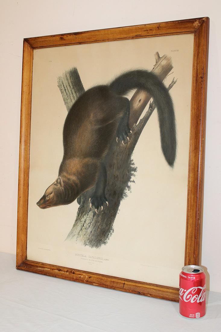 Large Original J.J. Audubon Plate Hand Colored Litho By J.T. Bowen 1844 "Mustela Canadensis" (1 of 6)