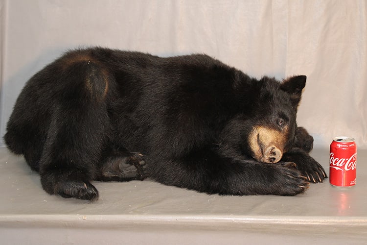 The cutest little taxidermy bear cub, extremely well done. In a napping position all in nice (1 of 4)