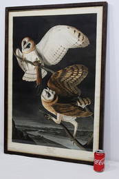 Original 1833 J. J. Audubon barn owl large folio plate CLXXI. Nice colors, original watermark dated