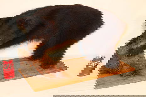 Small taxidermy bear cub nicely mounted on a driftwood board. 26" wide, 17" tall, 14" deep.: Small taxidermy bear cub nicely mounted on a driftwood board. 26" wide, 17" tall, 14" deep.