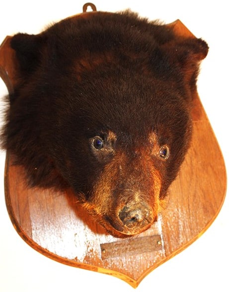 Mounted taxidermy bear cub head 1969 mounted on a shield shaped board. 12" wide, 15" tall, 9" deep. (1 of 5)