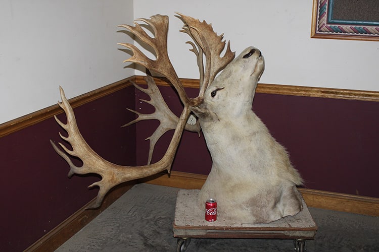 Large Taxidermy Caribou Head (1 of 5)