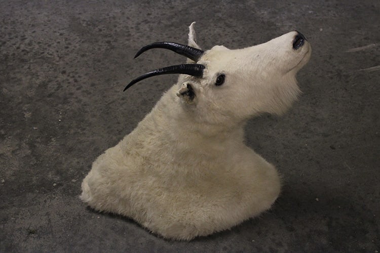 Mounted Rocky Mountain Goat Taxidermy: Mounted Rocky Mountain goat taxidermy from and estate. Appr. 12" wide, 22" tall, 23" deep.