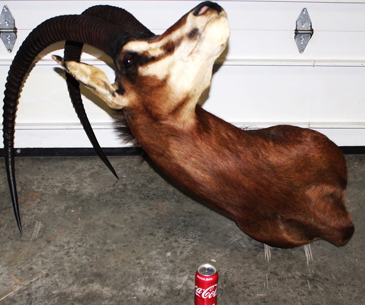Huge Sable Antelope Taxidermy Mount (1 of 4)