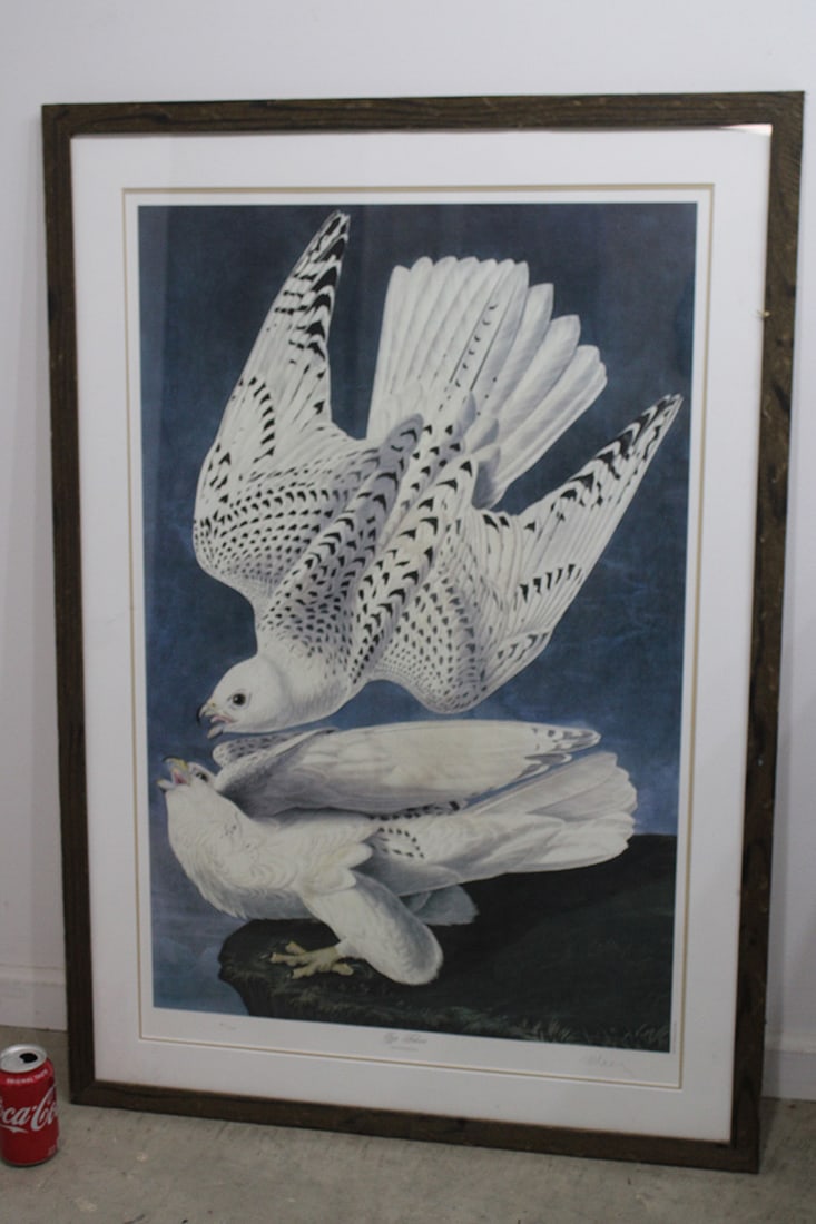 Large litho of Jer Falcon hand signed M. Bernard Loates. Limited edition 891/1000 Audubon style. (1 of 2)