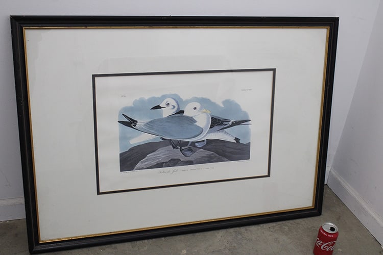 Quality print out of JJ Audubon, Kittiwake gull. Professionally framed, estate fresh. Size with (1 of 5)