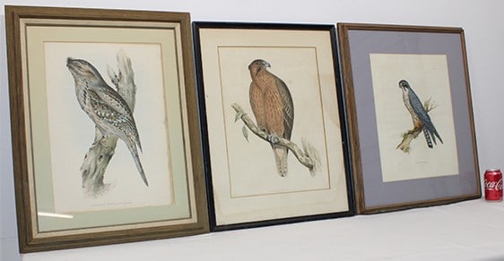 3 Audubon style illustrations (2) by Gould. Estate fresh. Some browning. Largest with frame is 22" (1 of 5)