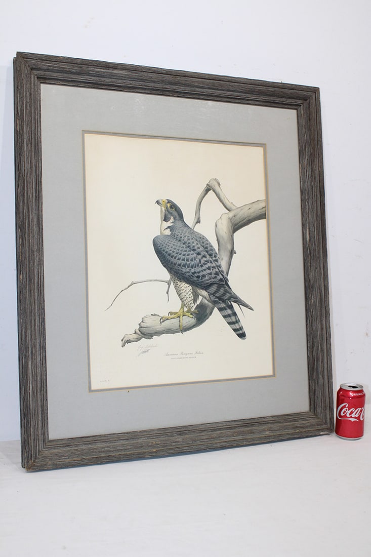 Large Audubon style litho hand signed by Guy Coheleach. Plate #11, American Peregrine falcon. Nicely (1 of 3)