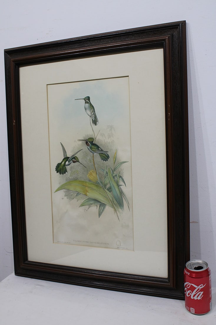 Hand colored litho of long billed star throat hummingbirds. Nice colors, has some ripping on the (1 of 3)