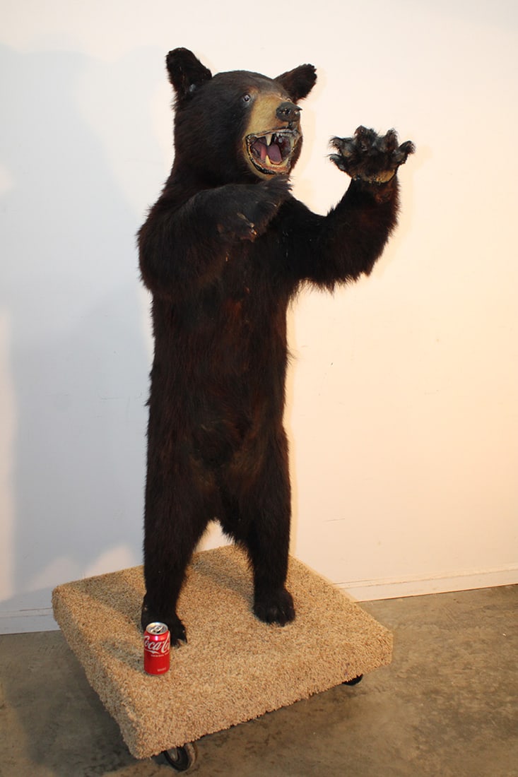 5' Full Body Black Bear Mount: 5' full body black bear mount. Standing on its hind legs with large teeth and claws. Mounted on a carpeted platform.