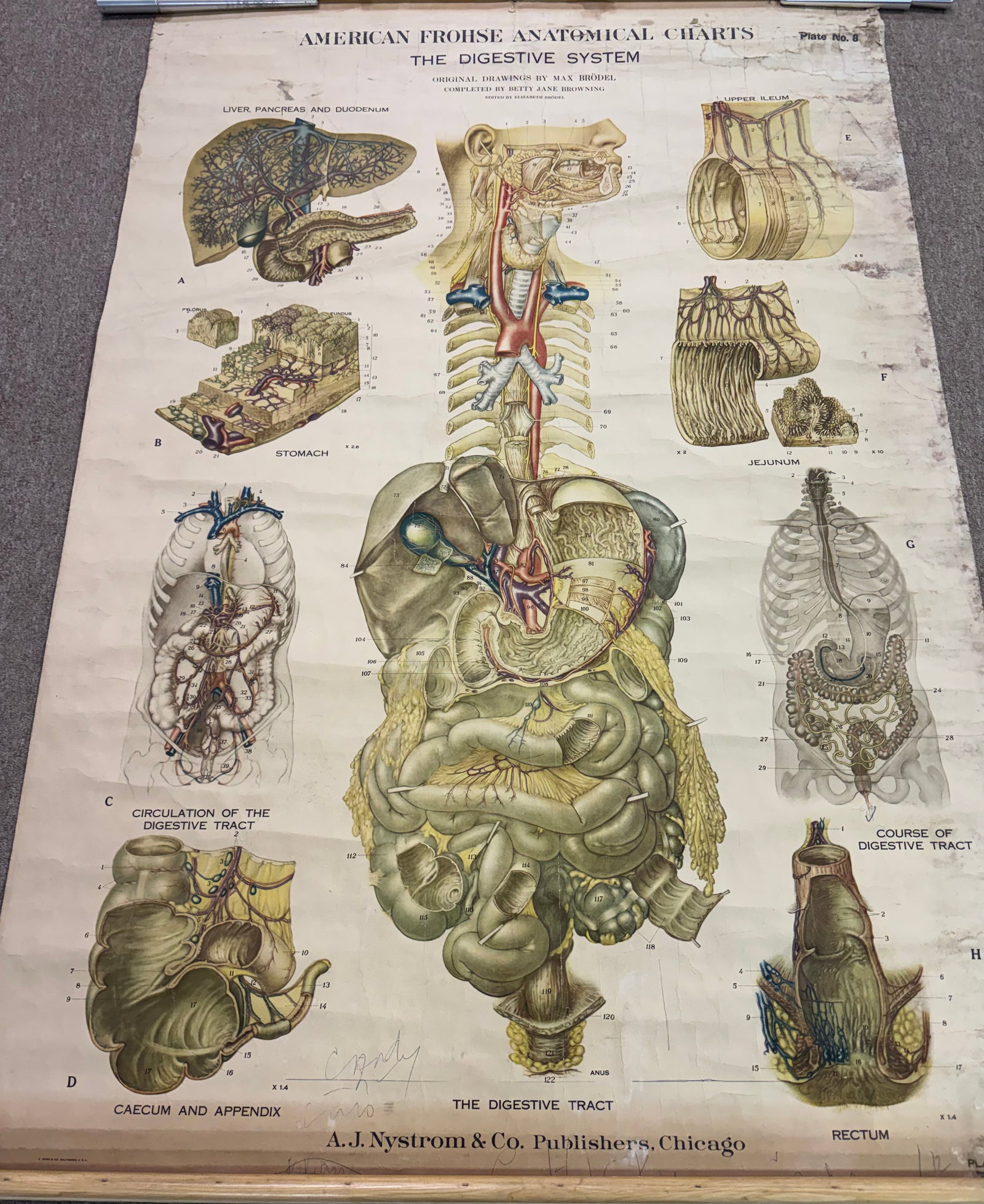 1949 American Anatomical Chart By Rudolf Schick New York: 1949 American anatomical chart by Rudolf Schick New York. Colors good, edge has a small water stain (see photo). 46x36".