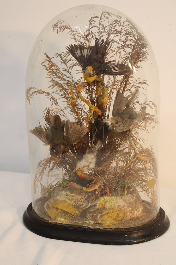 Victorian Bird Taxidermy Under Glass (1 of 5)