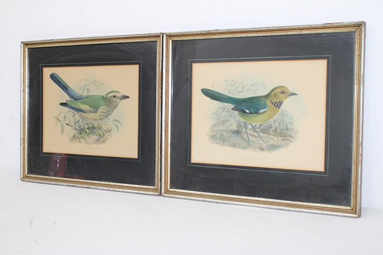 2 Nice Hand Colored Lithos by J.G. Keulemans (1 of 6)