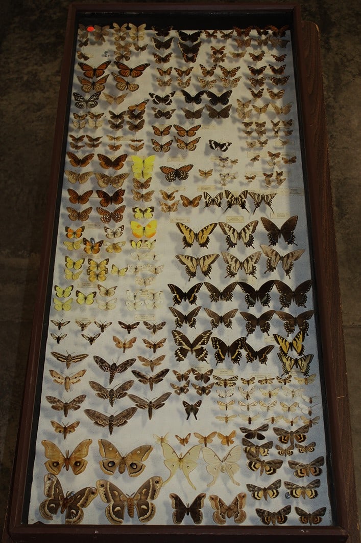 Museum Quality Butterfly Specimen Case 27" X 61" (1 of 7)