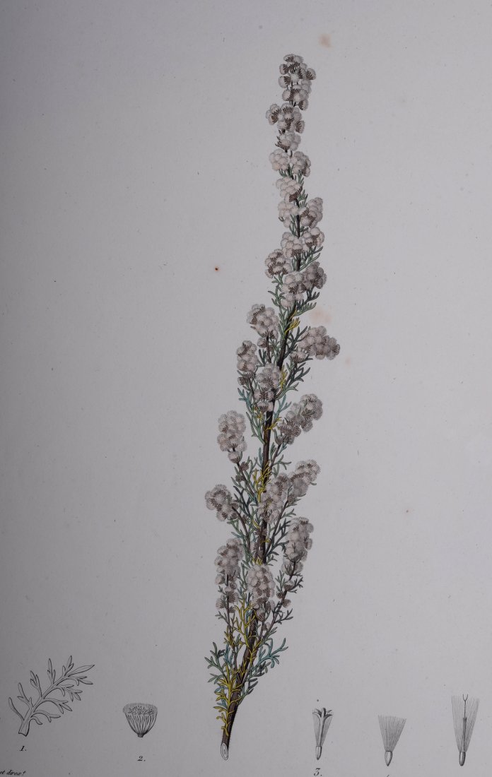 Turpin : 4 large enhanced etchings botanical C. 1820 (1 of 6)